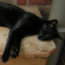 A black cat sleeping peacefully